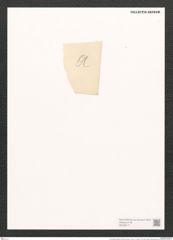 Pleurosigma bistriatum Schum (de-Toni-Nr.: Genus 13, Species 1103) Zeichnungen Sammlung Grunow (NHMW-BOT-W0369177)
